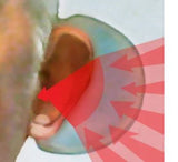 Earglasses 2-PC Personal Hearing Ear Sound Magnifiers Amplifiers