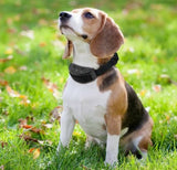 Petrainer PET853 Anti-Bark Dog Training Collar Stop No Barking